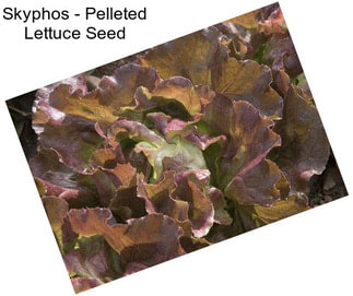 Skyphos - Pelleted Lettuce Seed