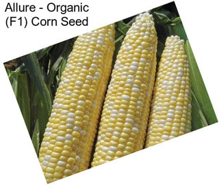 Allure - Organic (F1) Corn Seed