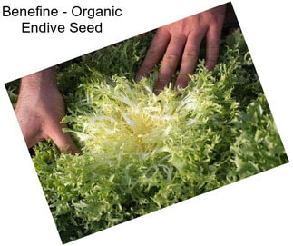 Benefine - Organic Endive Seed