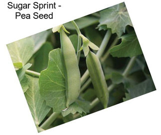 Sugar Sprint - Pea Seed