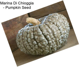 Marina Di Chioggia - Pumpkin Seed
