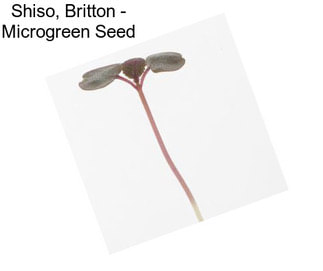Shiso, Britton - Microgreen Seed