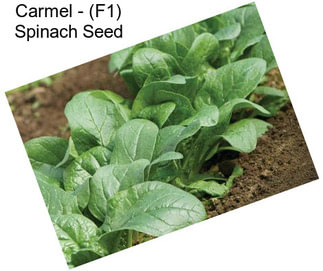 Carmel - (F1) Spinach Seed