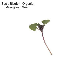 Basil, Bicolor - Organic Microgreen Seed