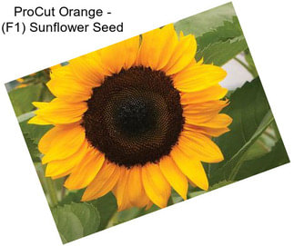 ProCut Orange - (F1) Sunflower Seed