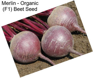 Merlin - Organic (F1) Beet Seed