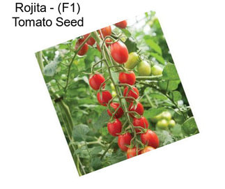 Rojita - (F1) Tomato Seed