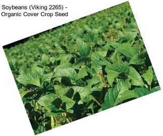 Soybeans (Viking 2265) - Organic Cover Crop Seed