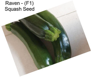 Raven - (F1) Squash Seed