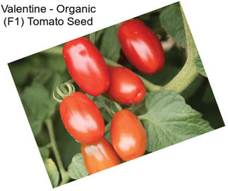 Valentine - Organic (F1) Tomato Seed