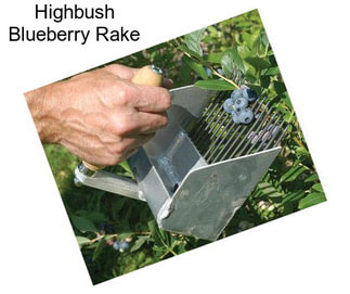 Highbush Blueberry Rake