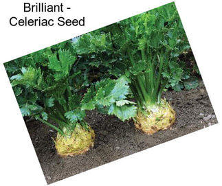 Brilliant - Celeriac Seed