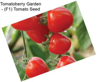 Tomatoberry Garden - (F1) Tomato Seed