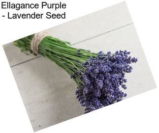 Ellagance Purple - Lavender Seed