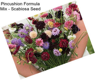 Pincushion Formula Mix - Scabiosa Seed