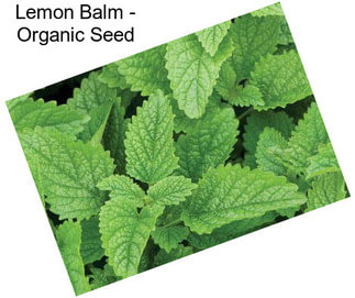 Lemon Balm - Organic Seed