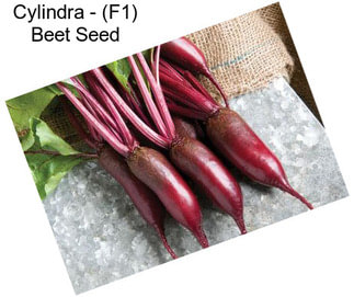 Cylindra - (F1) Beet Seed
