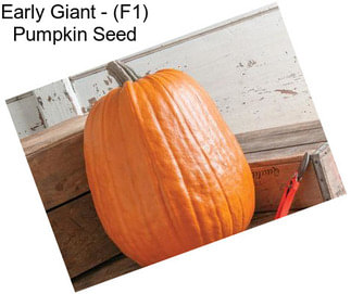 Early Giant - (F1) Pumpkin Seed