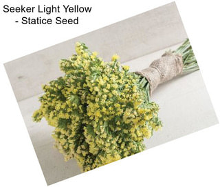 Seeker Light Yellow - Statice Seed