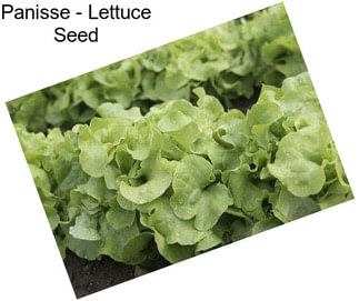 Panisse - Lettuce Seed