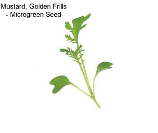 Mustard, Golden Frills - Microgreen Seed