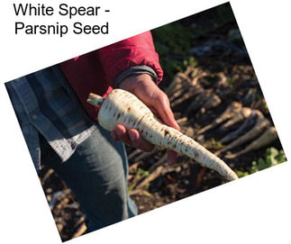 White Spear - Parsnip Seed