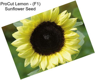 ProCut Lemon - (F1) Sunflower Seed