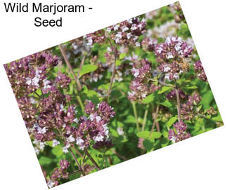 Wild Marjoram - Seed