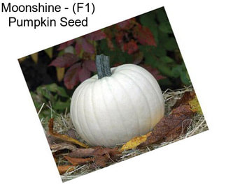 Moonshine - (F1) Pumpkin Seed
