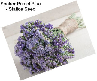 Seeker Pastel Blue - Statice Seed