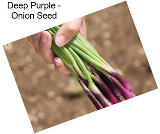 Deep Purple - Onion Seed