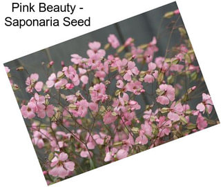 Pink Beauty - Saponaria Seed