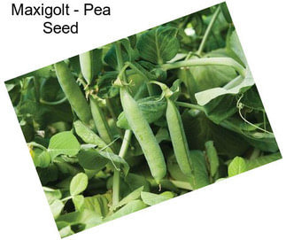 Maxigolt - Pea Seed