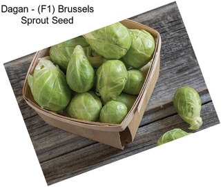 Dagan - (F1) Brussels Sprout Seed