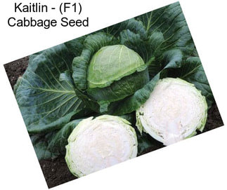 Kaitlin - (F1) Cabbage Seed