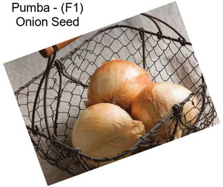 Pumba - (F1) Onion Seed