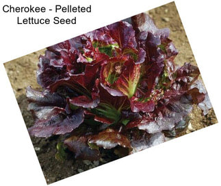 Cherokee - Pelleted Lettuce Seed