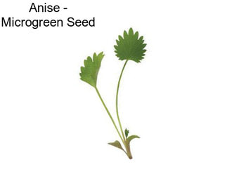 Anise - Microgreen Seed