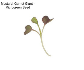 Mustard, Garnet Giant - Microgreen Seed