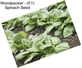 Woodpecker - (F1) Spinach Seed