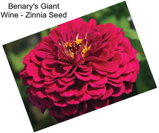 Benary\'s Giant Wine - Zinnia Seed