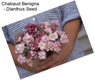 Chabaud Benigna - Dianthus Seed