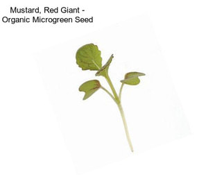 Mustard, Red Giant - Organic Microgreen Seed