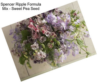 Spencer Ripple Formula Mix - Sweet Pea Seed