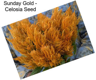 Sunday Gold - Celosia Seed