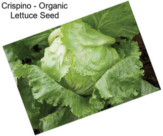 Crispino - Organic Lettuce Seed