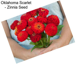 Oklahoma Scarlet - Zinnia Seed