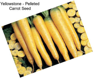 Yellowstone - Pelleted Carrot Seed