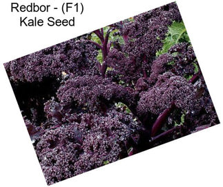Redbor - (F1) Kale Seed