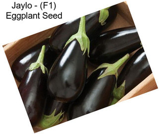 Jaylo - (F1) Eggplant Seed